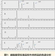 牛肉中磷酸腺苷含量的测定方法