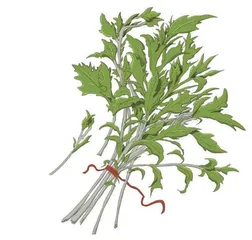 「百草之王」艾草