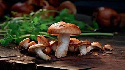 云南少数民族生态环境与野生食用植物可持续发展探讨