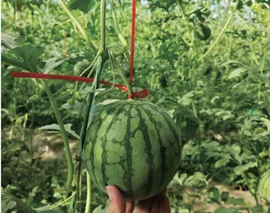 壮大富硒西瓜优势助力齐鲁乡村产业振兴