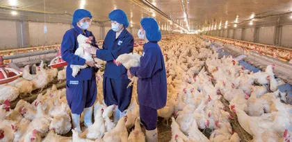 养鸡行业进入上涨周期 下游企业有潜力脱颖而出