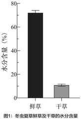 冬虫夏草保藏方式研究
