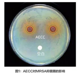 茼蒿水提物对耐甲氧西林金黄色葡萄球菌的抑制作用研究