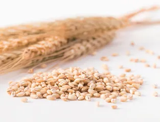 绿色储粮新技术在粮食储藏中的应用研究