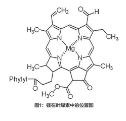 镁的生理功能、安全性及应用研究进展