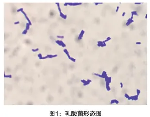 陕西浆水菜中分离的发酵乳杆菌及其发酵饮品工艺初探
