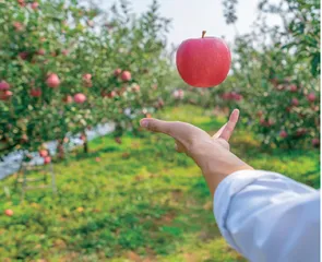 苹果病虫害绿色防控技术的运用路径思考