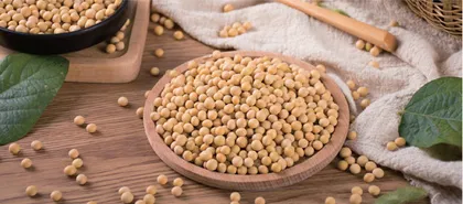 进口大豆在储存过程中虫害的预防与治理措施