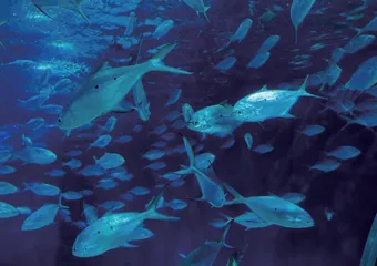 水产品中孔雀石绿检测方法分析