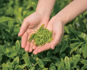 《2022年春茶生产技术指导意见》发布