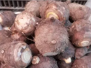 盐源紫红香芋的丰产栽培技术