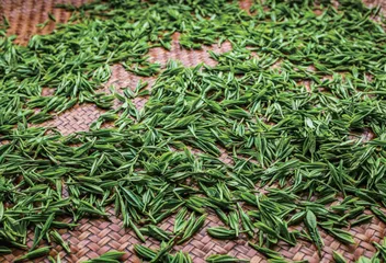 春天来了，一起品味峨眉山春茶的鲜爽
