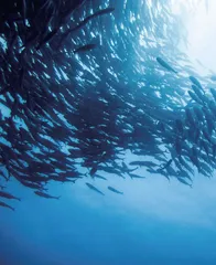 做好水生生物增殖放流工作   科学养护和合理利用水生生物资源
