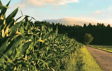 秋粮播种面积有所增加 稳定全年粮食生产有较好基础