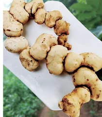 贵州黄精产业发展研究与思考