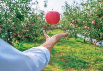 套袋苹果弊端逐渐显现 免套袋成产业大势所趋