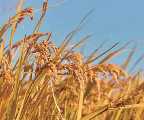 《经济日报》谨防水稻金融化危及粮食安全