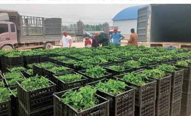 太康龙曲：辣椒产业助力乡村振兴
