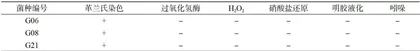 新疆地区奶疙瘩中乳酸菌的筛选及其特性研究1