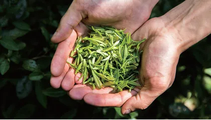 茶企密集上市 谋求品牌化突围