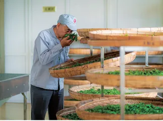 农残超标成出口茶叶最大问题 “双碳”种植让崂山茶达到欧盟标准