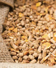 加强技术研发 推动饲料粮减量替代