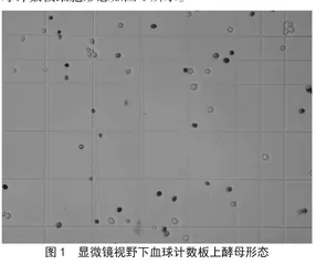 基于图像识别的酵母活细胞率快速测定系统