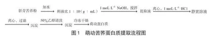 碱性蛋白酶水解萌动苦荞蛋白质的条件优化