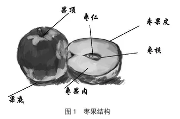 药食同源枣果营养成分利用的研究进展
