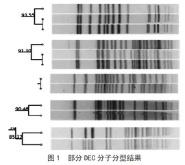 腹泻病例中5种致泻性大肠埃希菌的分子分型研究