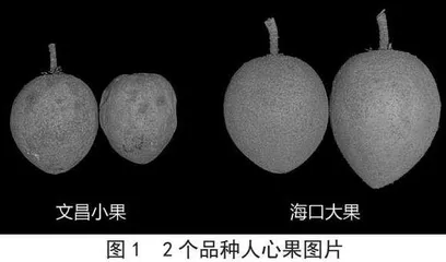 海南省人心果营养价值综合评价