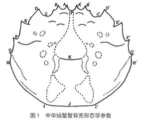 不同产地中华绒螯蟹背壳形态学研究