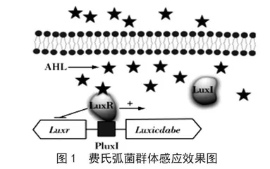 微生物群体感应系统在食品腐败过程中的应用