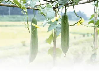  丝瓜
