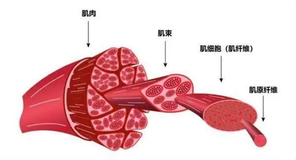瞎练毽子操，费腰1