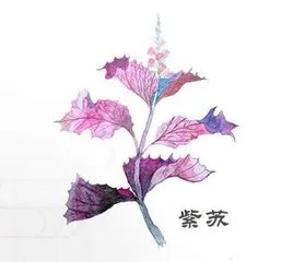 夏天,宜与紫苏相伴1