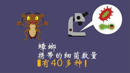 如何避免家里有蟑螂