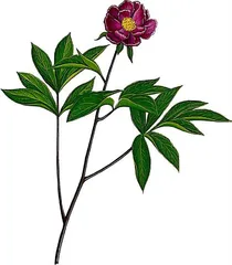 亳白芍:养血柔肝是专长1