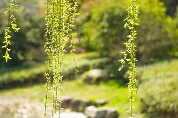 春吃芽，利健康