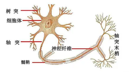 多甩手有助神经康复