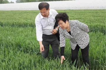 “麦爸菜妈”：守护中国人的饭碗