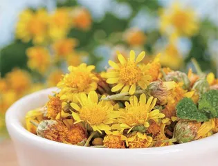 再识萸菊话重阳4