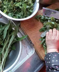 母亲的苦菜情结