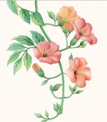 行血通经祛痰火，夏日凌霄花凉血