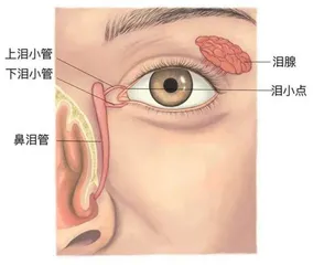 为什么我的眼里常含泪水？因为这里堵住了5