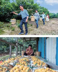 果实累累满枝头，东山枇杷喜获丰收