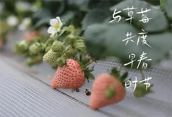 这个春天很“莓”好
