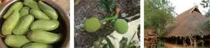 说说临沧菜