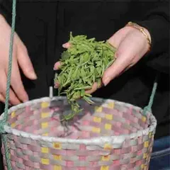 苏州东山：又到碧螺春新茶飘香时