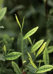 天目开眼，茶山飘香